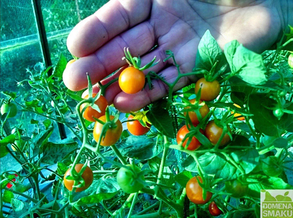 Pomidory kiszone 2